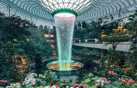 Dịch Vụ Gửi Cây Cảnh Đi Singapore Nhanh Chóng