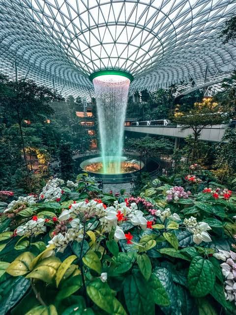 Dịch Vụ Gửi Cây Cảnh Đi Singapore Nhanh Chóng