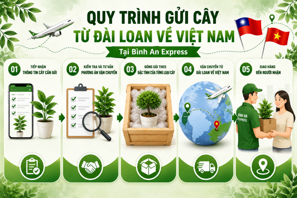 Quy trình gửi cây ở Bình An Express